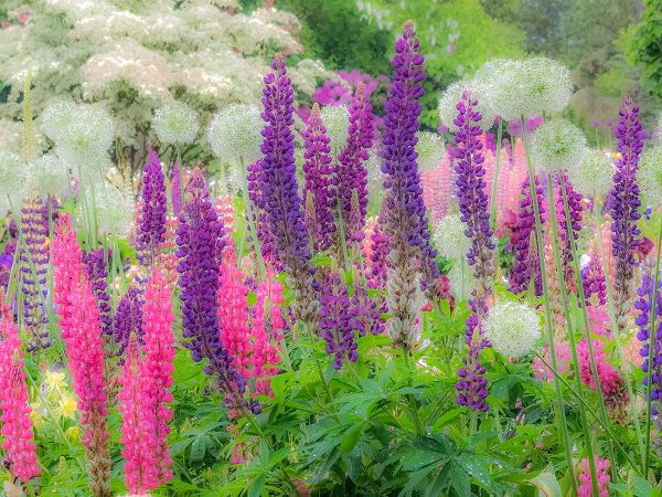 Oregon-Salem-Garden planted with Russel Lupine and Allum